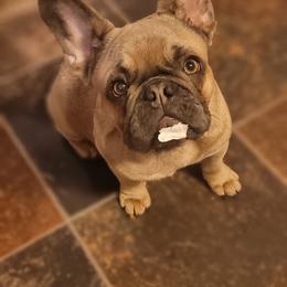 French Bulldog Puppies from 4 Leaf Frenchies