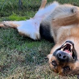 German Shepherds from Wachter’s Loyal Shepherds