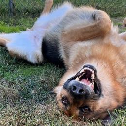 German Shepherds from Wachter’s Loyal Shepherds