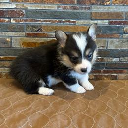 Girl 3 - Black and tan female Pembroke Welsh Corgi puppy in Visalia, California from VIP Stables