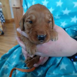 Orange - Dark golden male Golden Retriever puppy in Lanesboro, Minnesota from Eagle Ridge Golden Retrievers