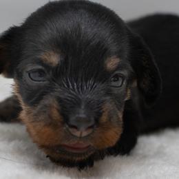 Dachshunds from Dawn's Dachshunds