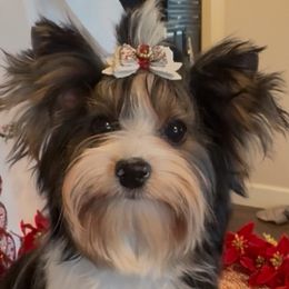 CJ - Cash Junior - Black tan and white male Biewer Terrier puppy in Rocklin, California from Precious Jewels Biewer Terriers