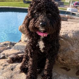 Angel Pea - Black female Australian Labradoodle puppy in Bells, Texas from Sandcastle Labradoodles
