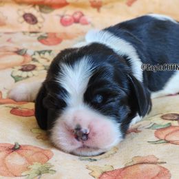 Light Blue - Black white and tan male Cocker Spaniel puppy in Stanford, Kentucky from Eagle Cliff Kennel
