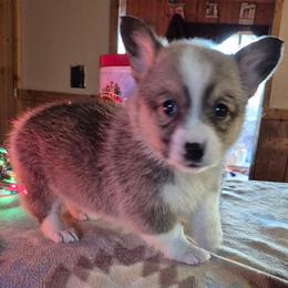 Pretzel - Sable male Pembroke Welsh Corgi puppy in Checotah, Oklahoma from Skoal Creek Corgi's