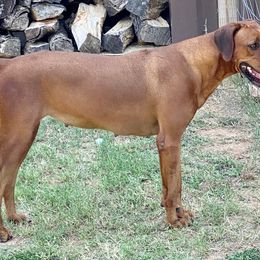 Phoenix - Rhodesian Ridgeback
