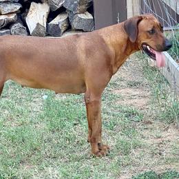 Phoenix - Rhodesian Ridgeback