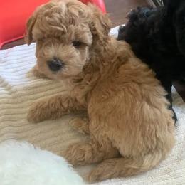 Murphy - Apricot male Goldendoodle puppy in Haddam, Kansas from Golden B Acres