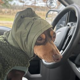 Dachshund All Grown Up from The Weiner Farm