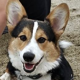 Pembroke Welsh Corgis from The Corgi Club