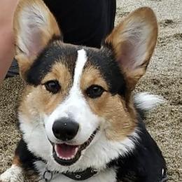 Pembroke Welsh Corgis from The Corgi Club