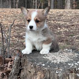 Bogart - Fawn male Pembroke Welsh Corgi puppy in Rolla, Missouri from 4A Corgis