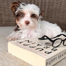 Moo Moo - Chocolate, tan and white male Yorkshire Terrier puppy in Jacksonville, Florida from Yorktown Yorkies