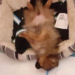 Pomeranian Puppies from Fuzzybutt Poms of Alabama