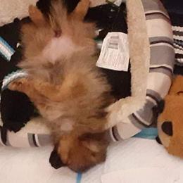 Pomeranian Puppies from Fuzzybutt Poms of Alabama