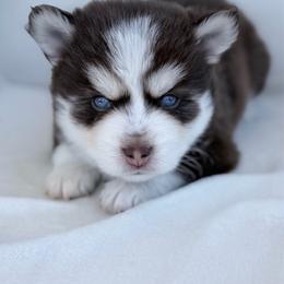 Michelangelo - Chocolate male Pomsky puppy in Memphis, Missouri from Happy Hills Kennels
