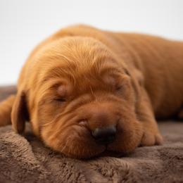 June Yellow Girl - Dark golden female Golden Retriever puppy in Lafayette, Alabama from Elm Hollow Golden Retrievers