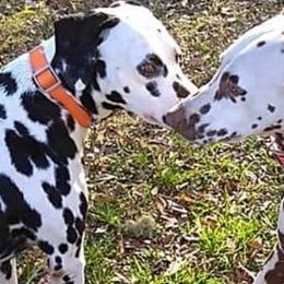 Dalmatians from Southern Spots