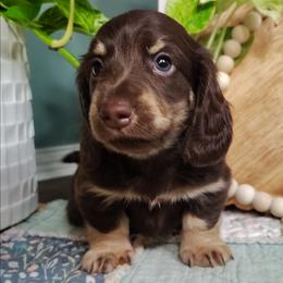 Atlas - Chocolate and tan male Dachshund puppy in Thomaston, Georgia from UGG Ranch