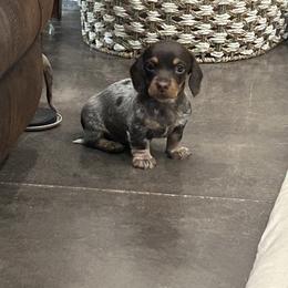 Luna - Piebald female Dachshund puppy in West Frankfort, Illinois from Kayla’s Wiener Wonderland