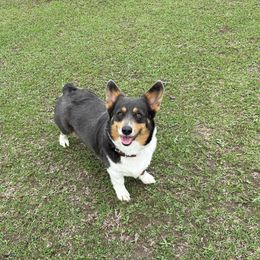 Violet - Pembroke Welsh Corgi