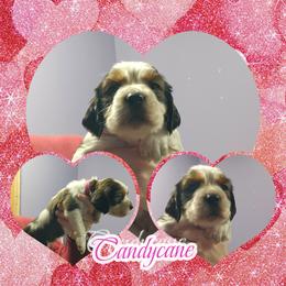 Candycane (Now Annie) - Liver white and tan female English Springer Spaniel puppy in Westover, Maryland from Sterling's springer Haven