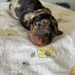 Dappled girl - Dapple female Dachshund puppy in Turlock, California from Weenie Wonderland
