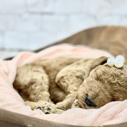 Bernedoodle, Goldendoodle, and Poodle Puppies from Central Valley Canine Companions