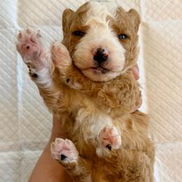 Red and White Bicolor - Red male Bernedoodle puppy in Brooksville, Florida from Kruger Doodles