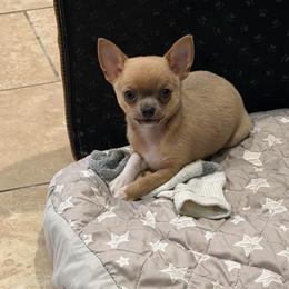 Dusty - Blue fawn male Chihuahua puppy in East Syracuse, New York from Blissful’s Chihuahuas