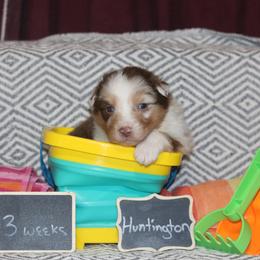 Huntington - Red merle male Australian Shepherd puppy in Massachusetts from Knauer Australian Shepherds