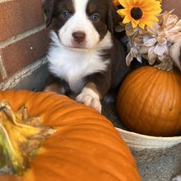 Athena - Red tri-color female Miniature American Shepherd puppy in Troy, Ohio from Wiggle Wags Miniature American Shepherds