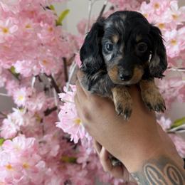 Dachshund Puppies from Pretty Dachshunds 661