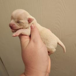 Buttercup - Cream and white female Chihuahua puppy in Ashtabula, Ohio from Paw's & Awe's Chihuahuas