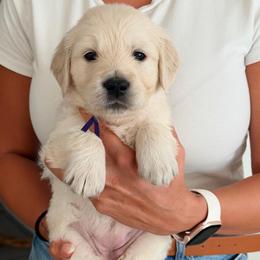 Molly - Light golden female Golden Retriever puppy in Rancho Cucamonga, California from Robinson Retrievers