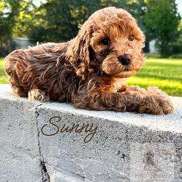 Sunny - Apricot male Goldendoodle puppy in Birmingham, Alabama from Ivy’s Doodles