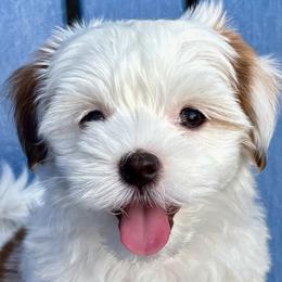 Havanese from Pixie Dust Havanese