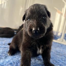 Tide (Lime) - Black male Belgian Sheepdog puppy in Franklin, West Virginia from Wildmour K9