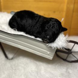 Bell - White and black female Bordoodle puppy in Valley Center, California from Circle R Valley Bordoodls