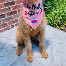 Labradoodles from Cascade Hills Labradoodles