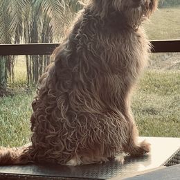 Goldendoodle puppies from Nini's Poodles and Doodles of St. Johns Co.