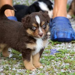 Bly - full tail - Red tri-color male Miniature American Shepherd puppy in Hillsdale, Michigan from Faithwalk Aussies and Mini American Shepherds