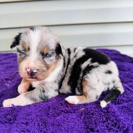 Stella - Blue merle female Australian Shepherd puppy in Charlotte, North Carolina from Awesome Aussies