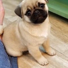 Pugs from Hoopla Pugs