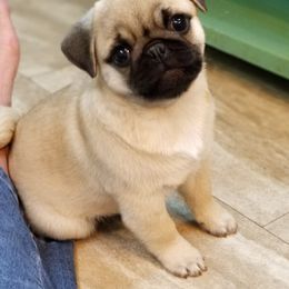 Pugs from Hoopla Pugs