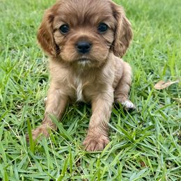 SLEEPY - Ruby Cavalier King Charles Spaniel puppy in Awendaw, South Carolina from Just A Little Cavalier