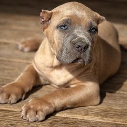 Boy 5 - Gray and fawn male Cane Corso puppy in Sandia, Texas from OneTime Cane Corso