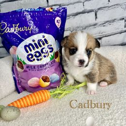 Cadbury - Sable Pembroke Welsh Corgi puppy in Salisbury, Maryland from Coastal Corgis