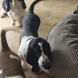 Lela - Basset Hound